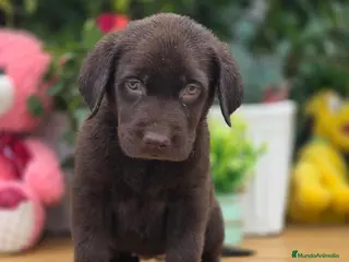Labrador Retriever perros Preciosa camada labrador chocolate - Anuncio 1