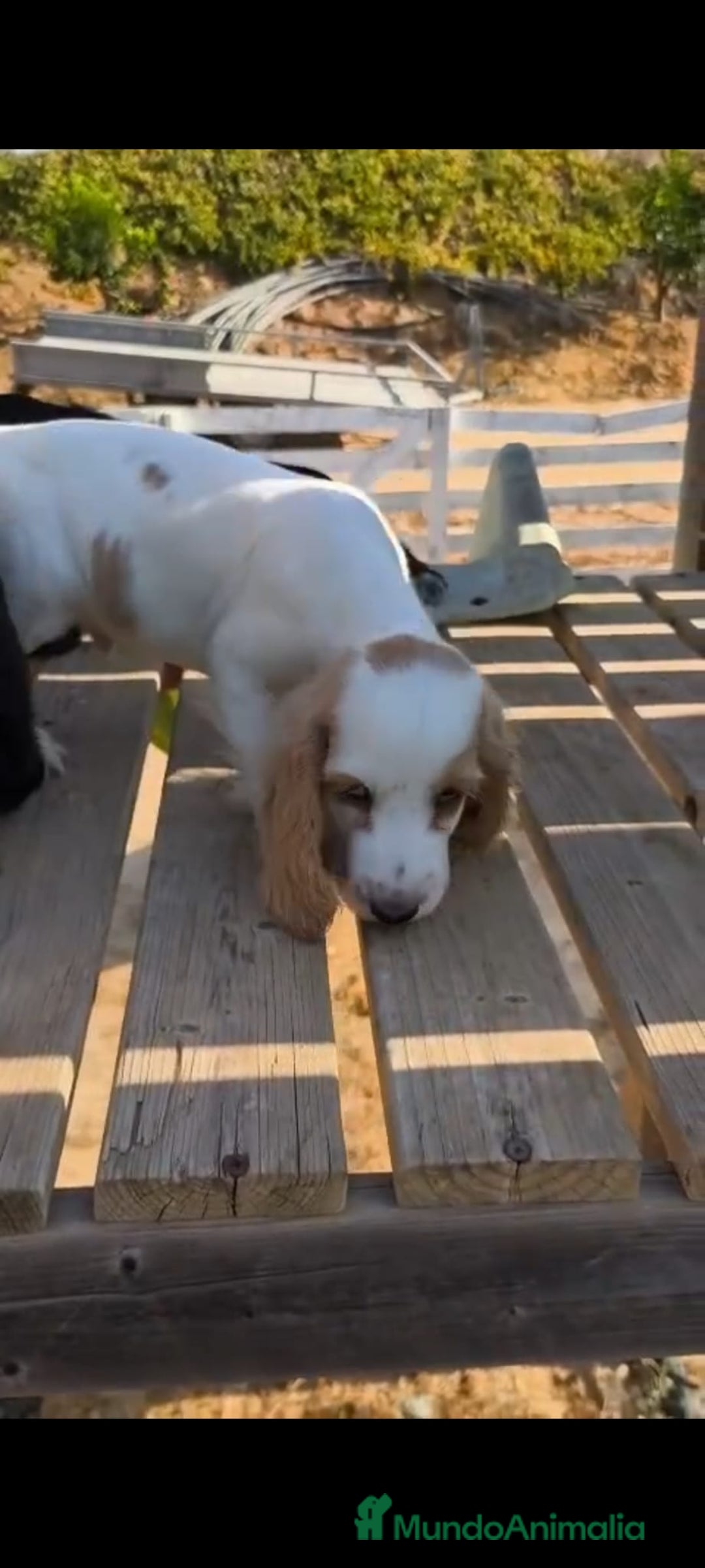 Cocker Spaniel Inglés perros en venta: Cocker spaniel ingles - Imagen 5