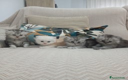 Persa gatos en venta: Gatos Persa - Imagen 2