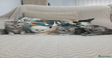 Persa gatos - Propaganda 7