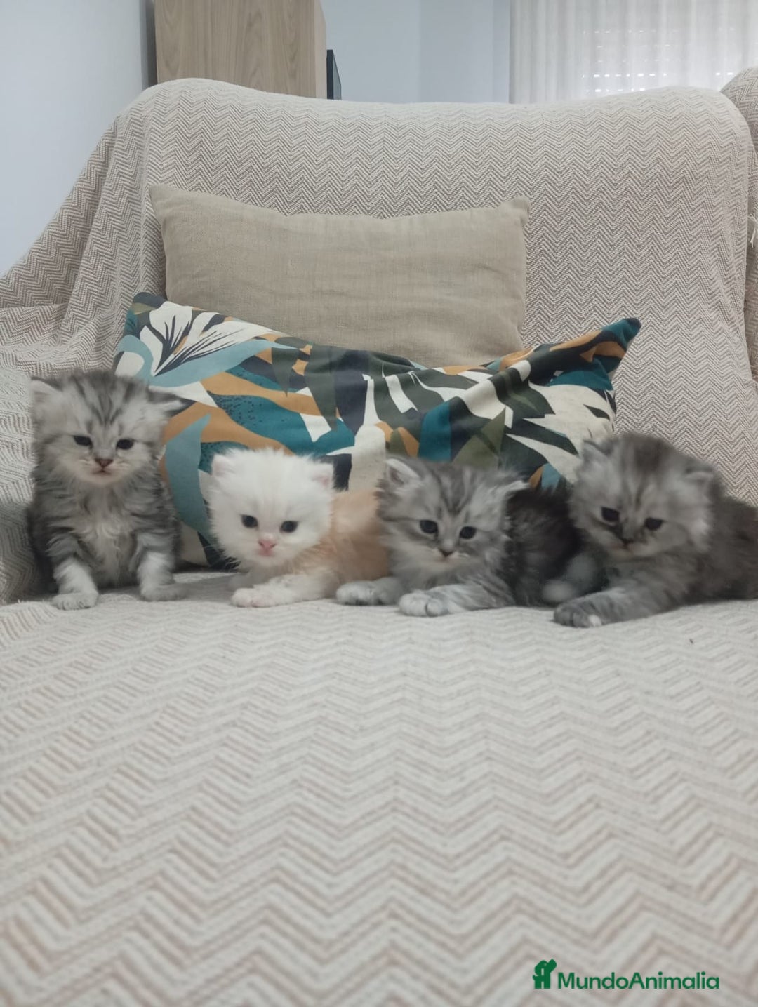 Persa gatos en venta: Gatos Persa - Imagen 2