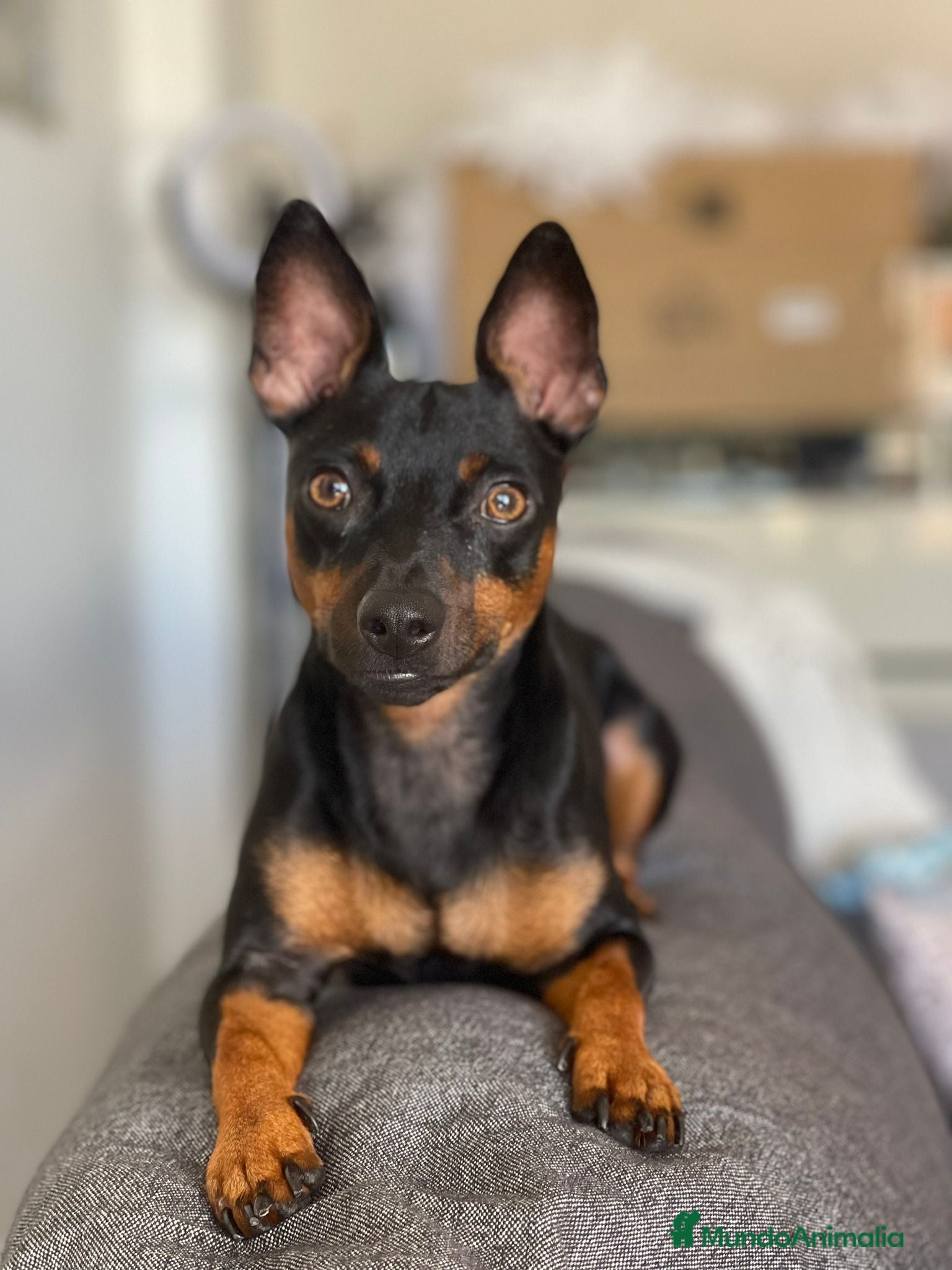 Pinscher Miniatura perros Lindos mini pincher  - Anuncio 4