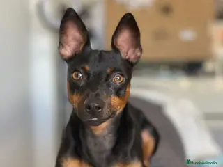 Pinscher Miniatura perros Lindos mini pincher - Anuncio 4