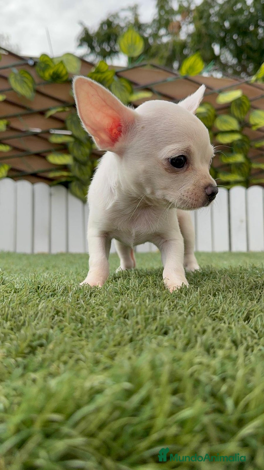 Chihuahua perros en venta: CHIHUAHUA HEMBRA BLANCA - Imagen 10