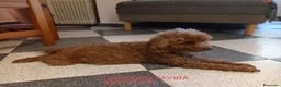 Caniche Toy perros en venta: Caniches Toy rojos - Anuncio 11