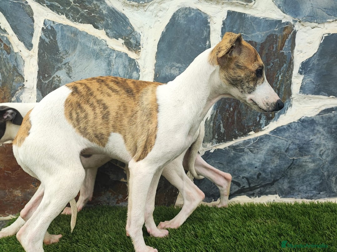 Whippet perros en venta: WHIPPET HEMBRA - Anuncio 4
