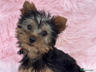 Yorkshire Terrier perros en Barcelona - Anuncio 8