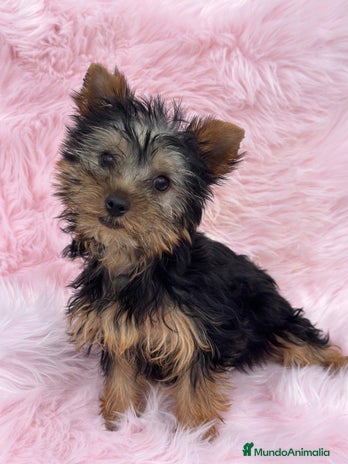 Yorkshire Terrier perros en Barcelona - Anuncio 10