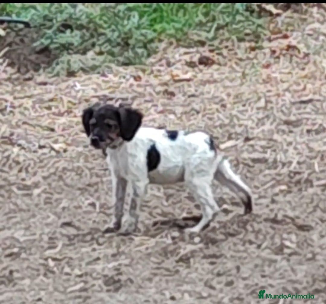 Épagneul Breton perros en venta: CACHORROS DE EPAGNEUL BRETON.  - Imagen 1