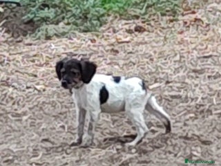 Épagneul Breton perros - Anuncio 2