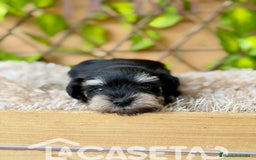Schnauzer Miniatura perros en venta: Camada de Alba  - Imagen 5