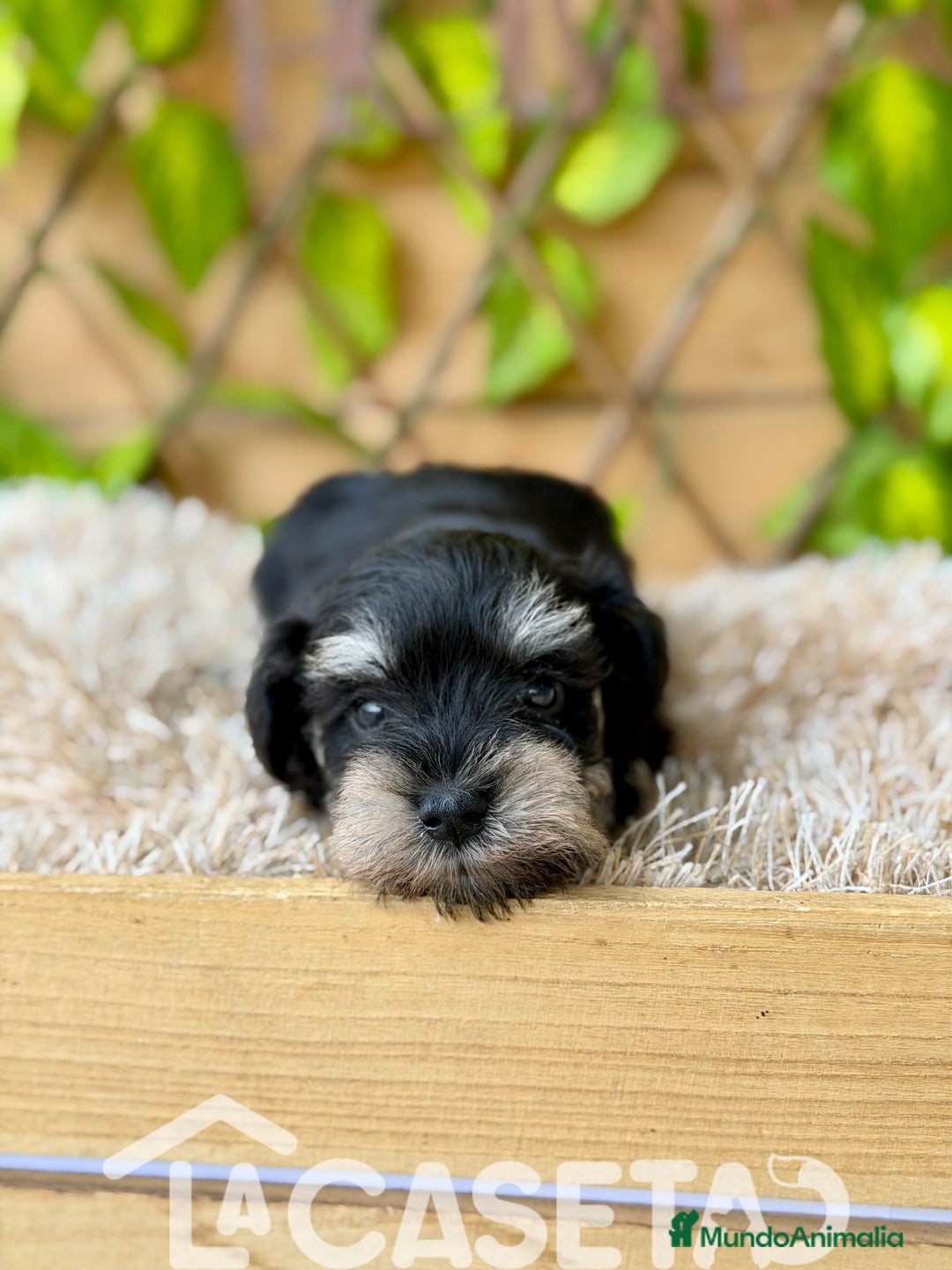 Schnauzer Miniatura perros en venta: Camada de Alba  - Imagen 5