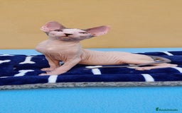 Sphynx gatos en venta: Machito  - Imagen 1
