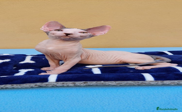 Sphynx gatos - Anuncio 3