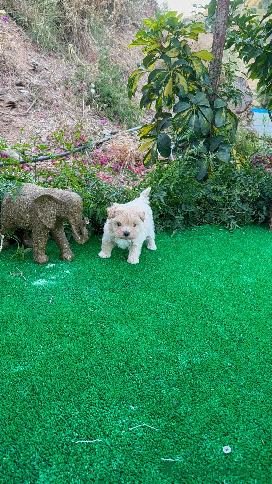 Maltipoo perros en venta: Maltipoo Toy Machos Apricot Súper peques  - Anuncio 2