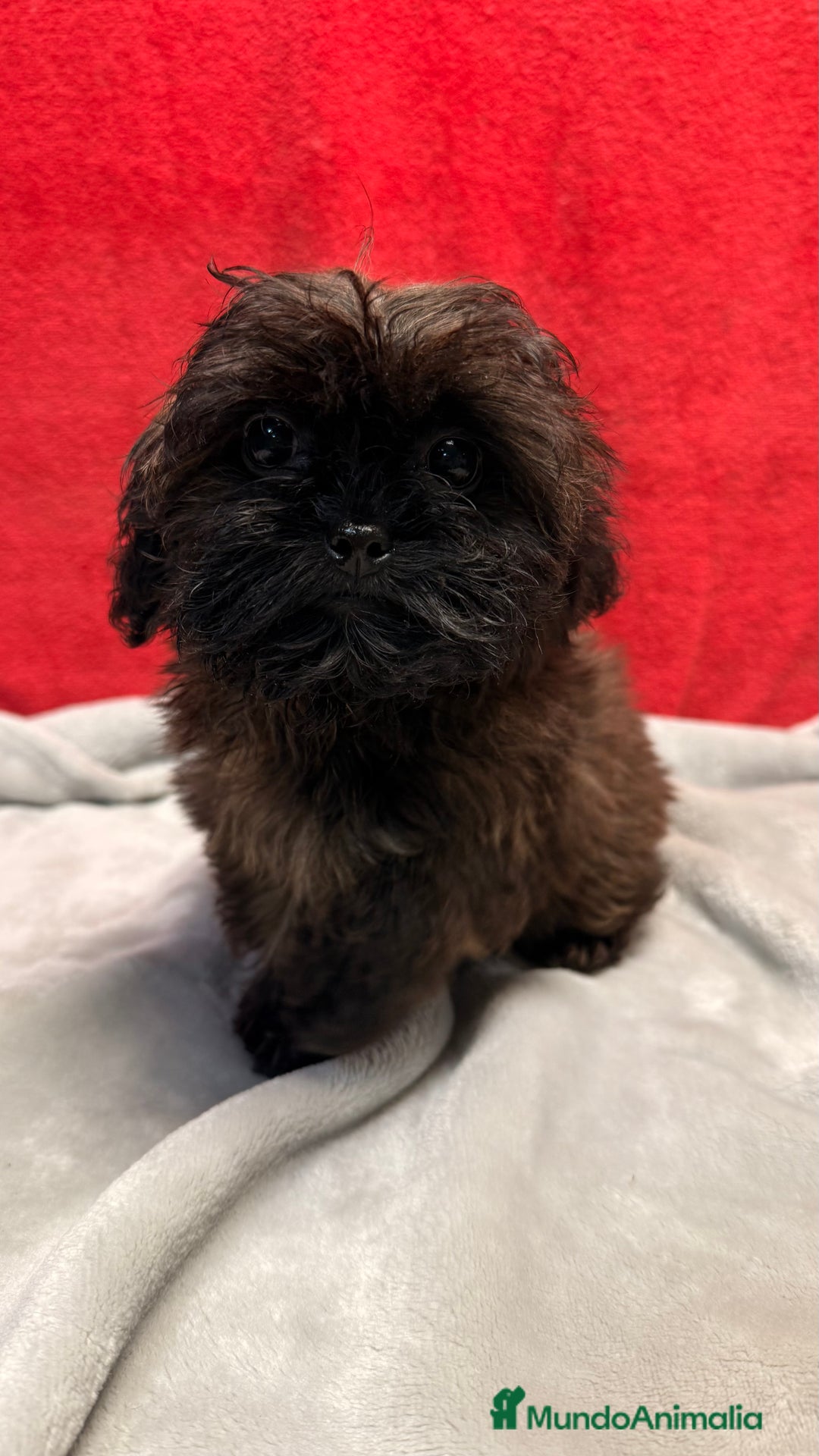 Shihpoo perros en venta: Monísima ShihPoo  - Anuncio 2