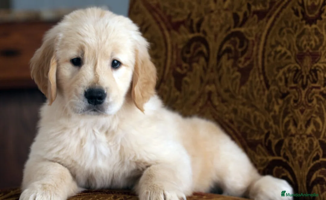 Imagen de galería {{count}}