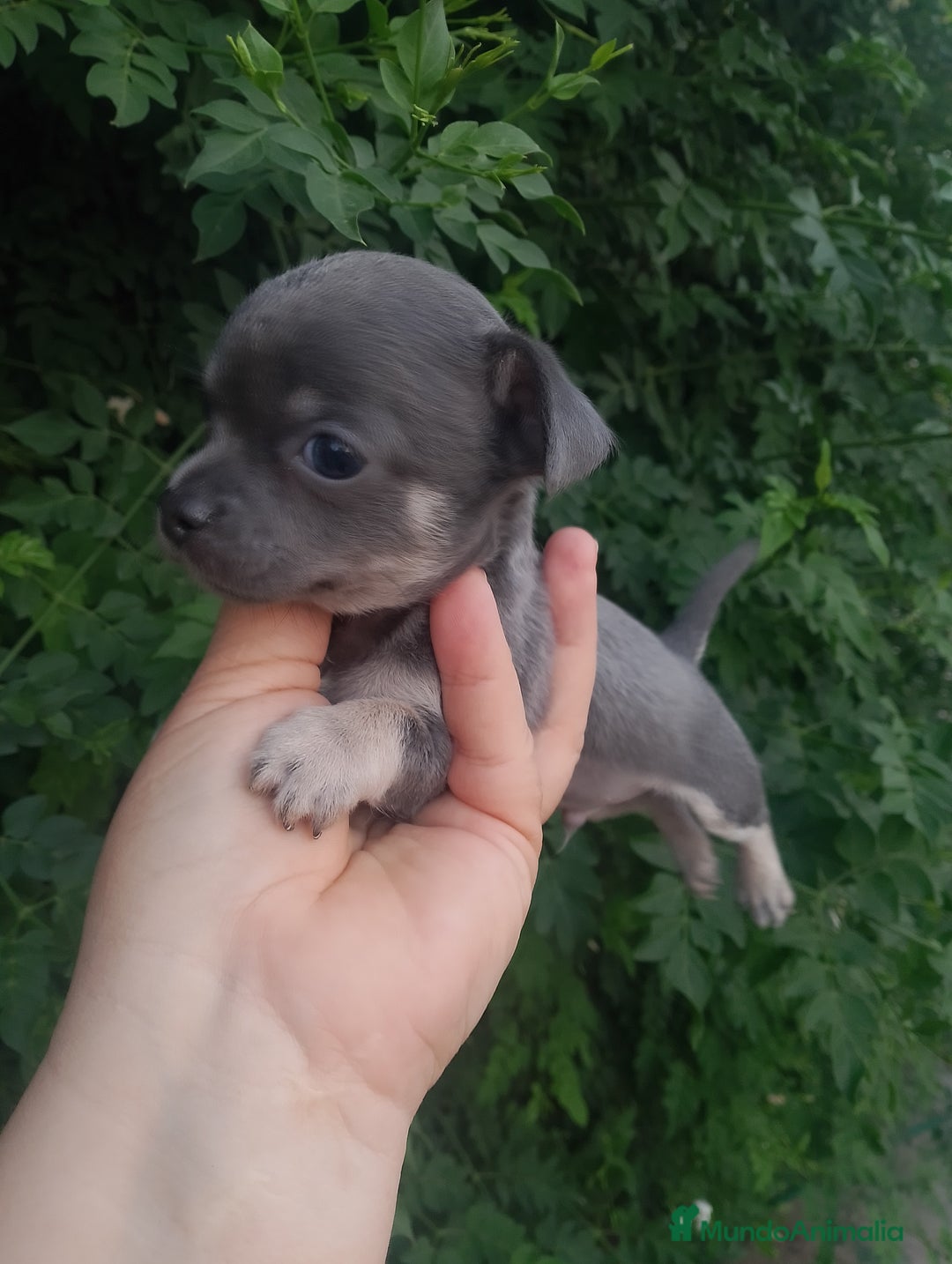 Chihuahua perros en venta: Camada de chihuahua toy  - Imagen 5