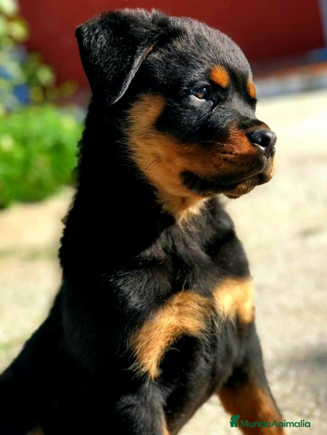 Rottweiler perros en venta: ROTTWEILER - Anuncio 11
