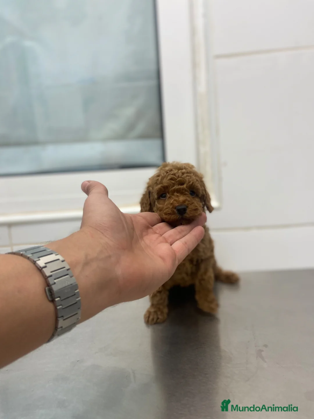 Caniche Toy perros en venta: Caniche Toy 1.600€ ¡Precio Real! - Anuncio 4