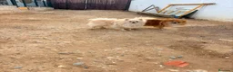 Pomerania perros en venta: Pomerania toy  - Anuncio 15