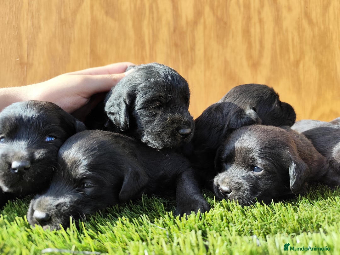 Labradoodle perros en venta: Labradoodle  - Imagen 3