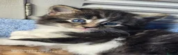 Bosque de Noruega gatos en venta: Bosque de Noruega - Anuncio 3