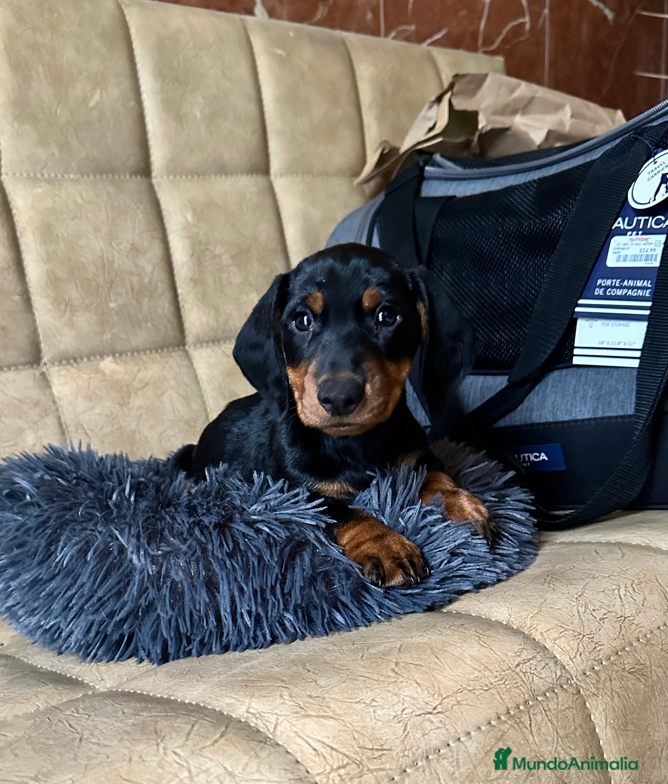 Teckel Miniatura perros 💛 Teckel Miniatura criado con niños  - Anuncio 1