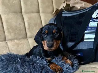 Teckel Miniatura perros 💛 Teckel Miniatura criado con niños - Anuncio 4