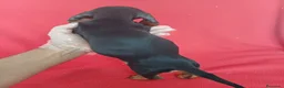 Teckel Miniatura perros en venta: Teckel Miniatura  - Anuncio 3