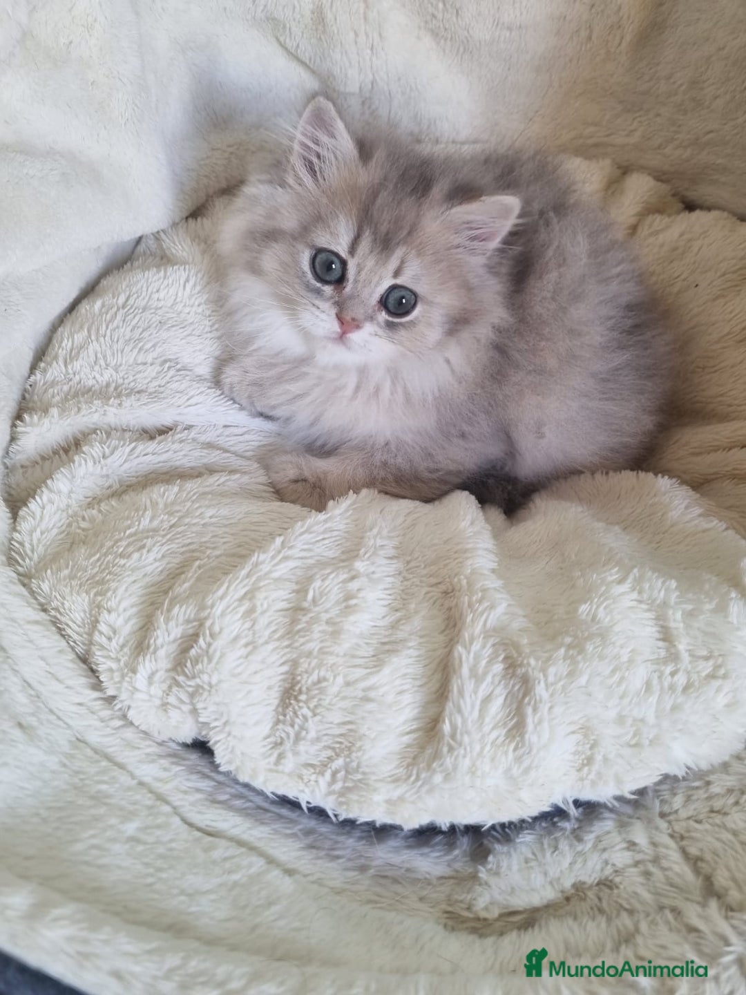 Británico de Pelo Corto gatos en venta: British Chinchilla Lillac - Imagen 1
