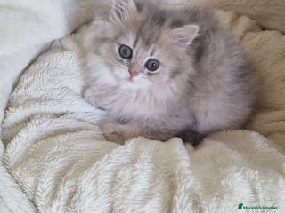 Británico de Pelo Corto gatos British Chinchilla Lillac - Anuncio 4