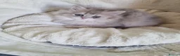 Británico de Pelo Corto gatos en venta: British Chinchilla Lillac - Anuncio 1