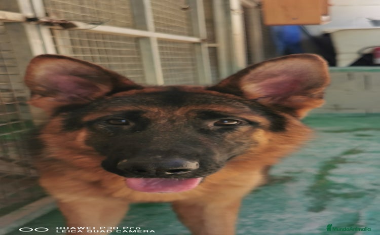 Pastor Alemán perros en Pontevedra - Propaganda 4