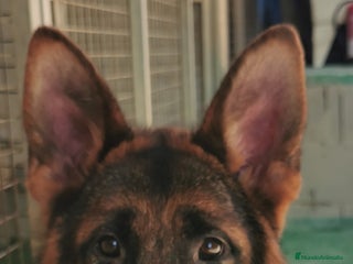 Pastor Alemán perros en Pontevedra - Anuncio 39