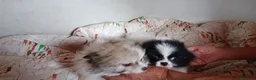 Pomerania perros en venta: POMERANIAS MACHITOS PRECIOSOS  - Anuncio 2