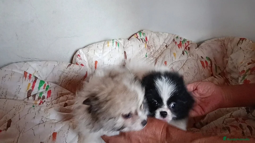 Pomerania perros en venta: POMERANIAS MACHITOS PRECIOSOS  - Anuncio 2