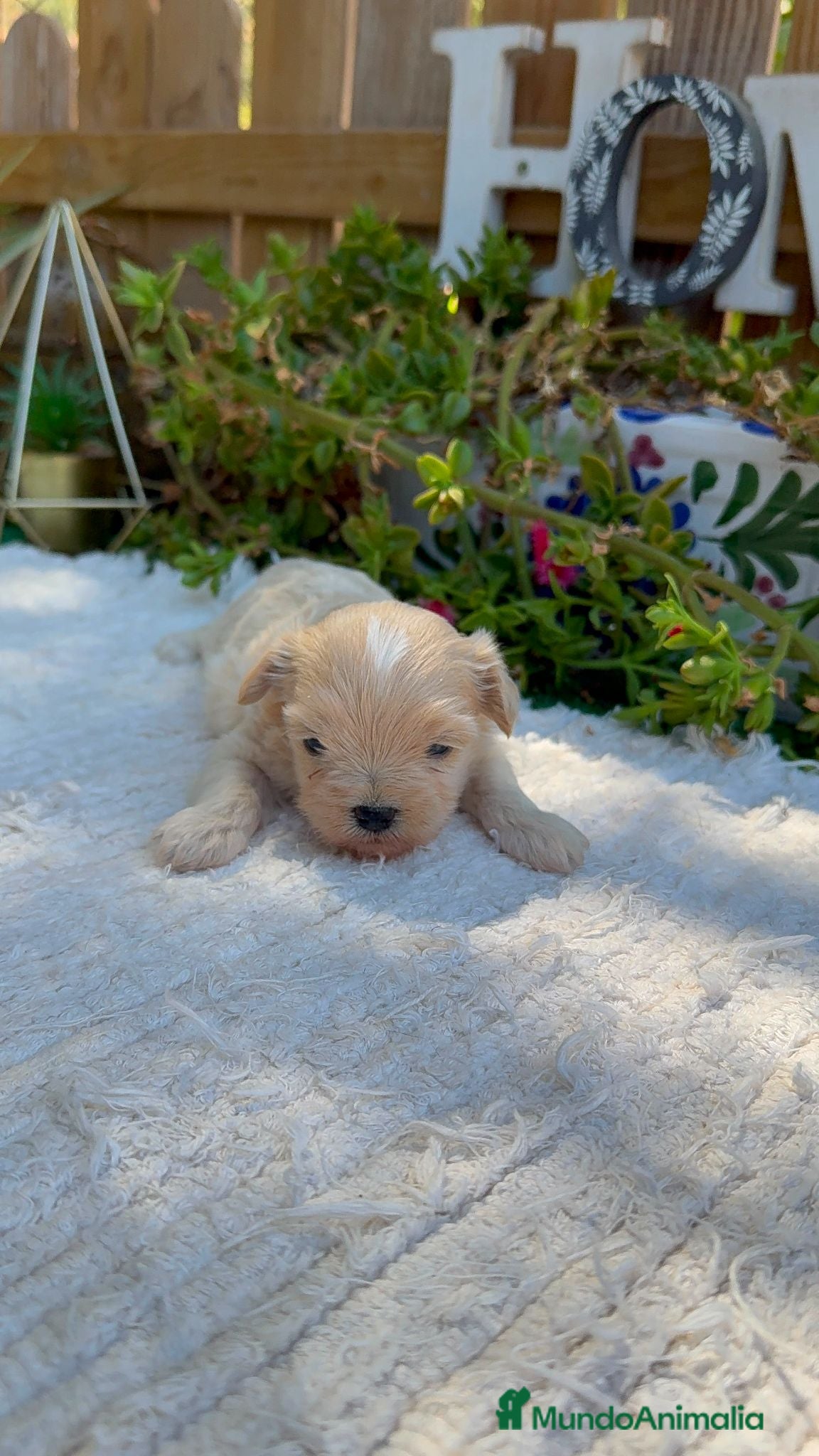 Maltipoo perros Machos De Maltipoo Apricot Toy Preciosos  - Anuncio 5