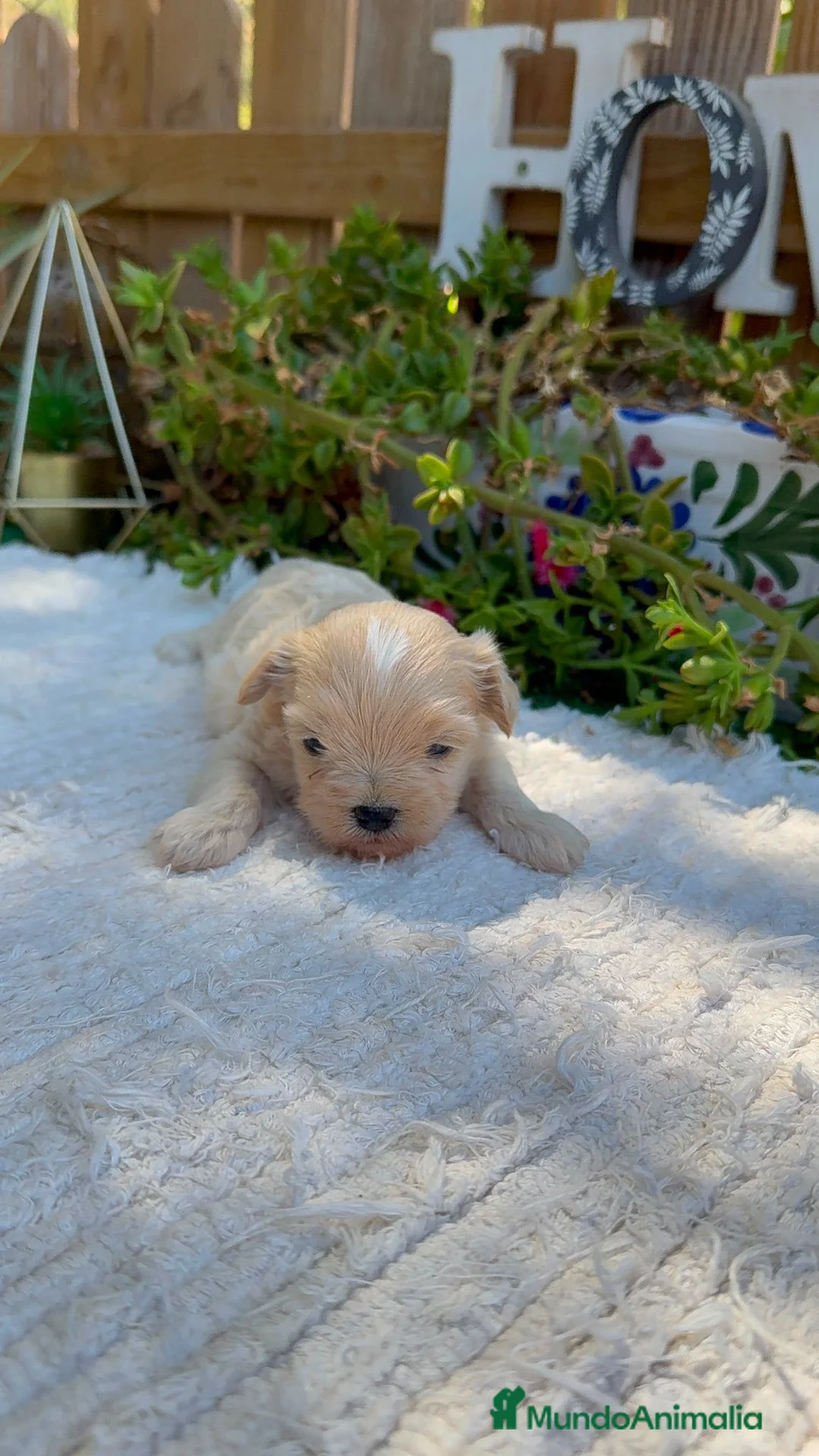 Maltipoo perros en venta: Machos De Maltipoo Apricot Toy Preciosos  - Anuncio 1