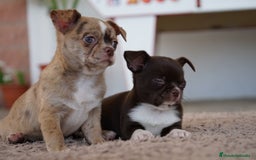 Chihuahua perros en venta: PADDY Y RONDA, DOS CHIHUAHUAS MUY ESPECIALES - Imagen 6