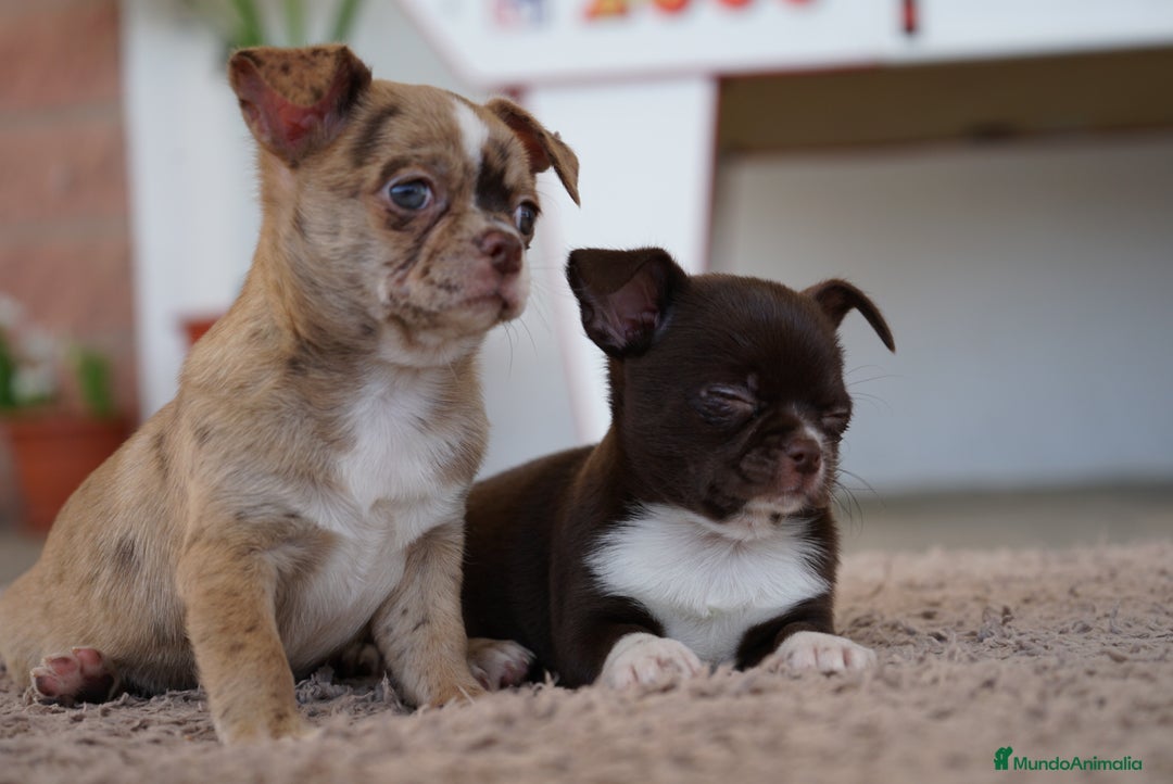 Chihuahua perros en venta: PADDY Y RONDA, DOS CHIHUAHUAS MUY ESPECIALES - Imagen 6