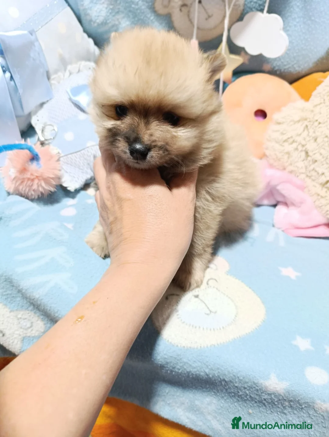 Pomerania perros en venta: Pomerania machos  - Anuncio 11