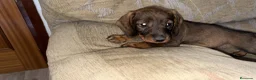 Teckel perros en venta: Teckel standar  - Anuncio 1