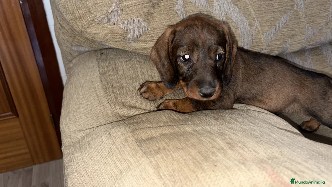 Teckel perros en venta: Teckel standar  - Anuncio 1