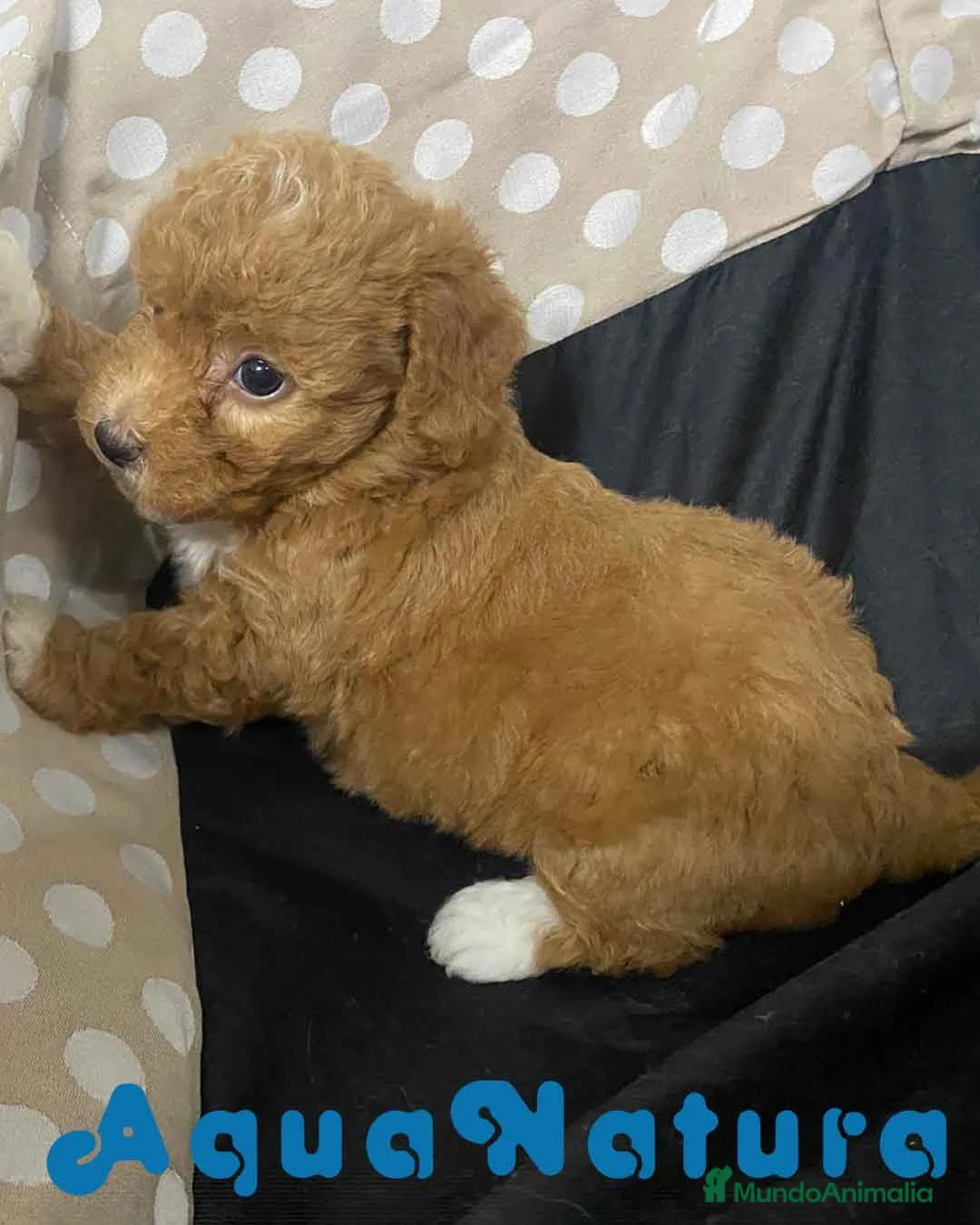 Havapoo perros en venta: Havapoo Hembra 3 de Locaty y Can AQUANATURA - Anuncio 3