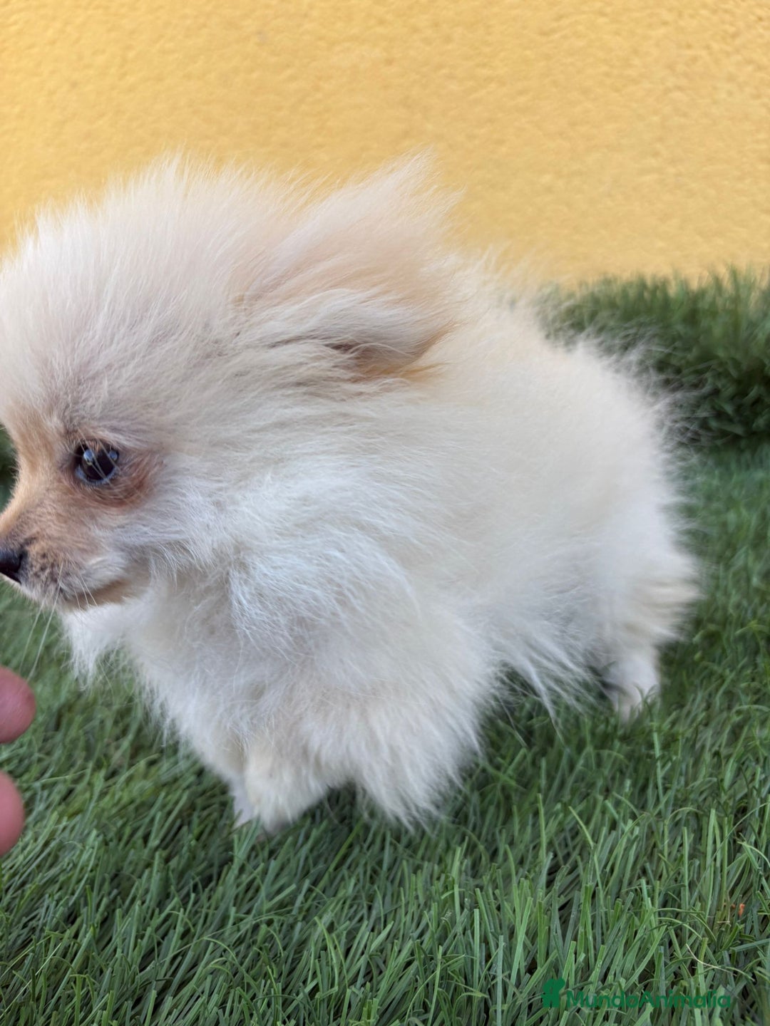 Pomerania perros en venta: lulu de Pomerania micro toy macho  - Imagen 10