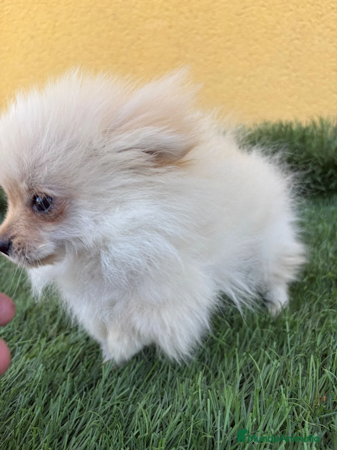 Pomerania perros en venta: lulu de Pomerania micro toy macho  - Anuncio 10