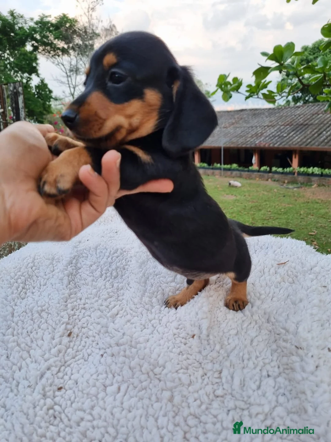 Teckel Miniatura perros en venta: TECKEL MINIATURA ( ENVIOS A CONTRAREMBOLSO )  - Anuncio 1