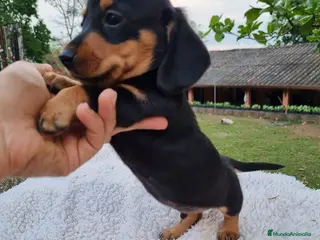 Teckel Miniatura perros TECKEL MINIATURA ( ENVIOS A CONTRAREMBOLSO ) - Anuncio 4