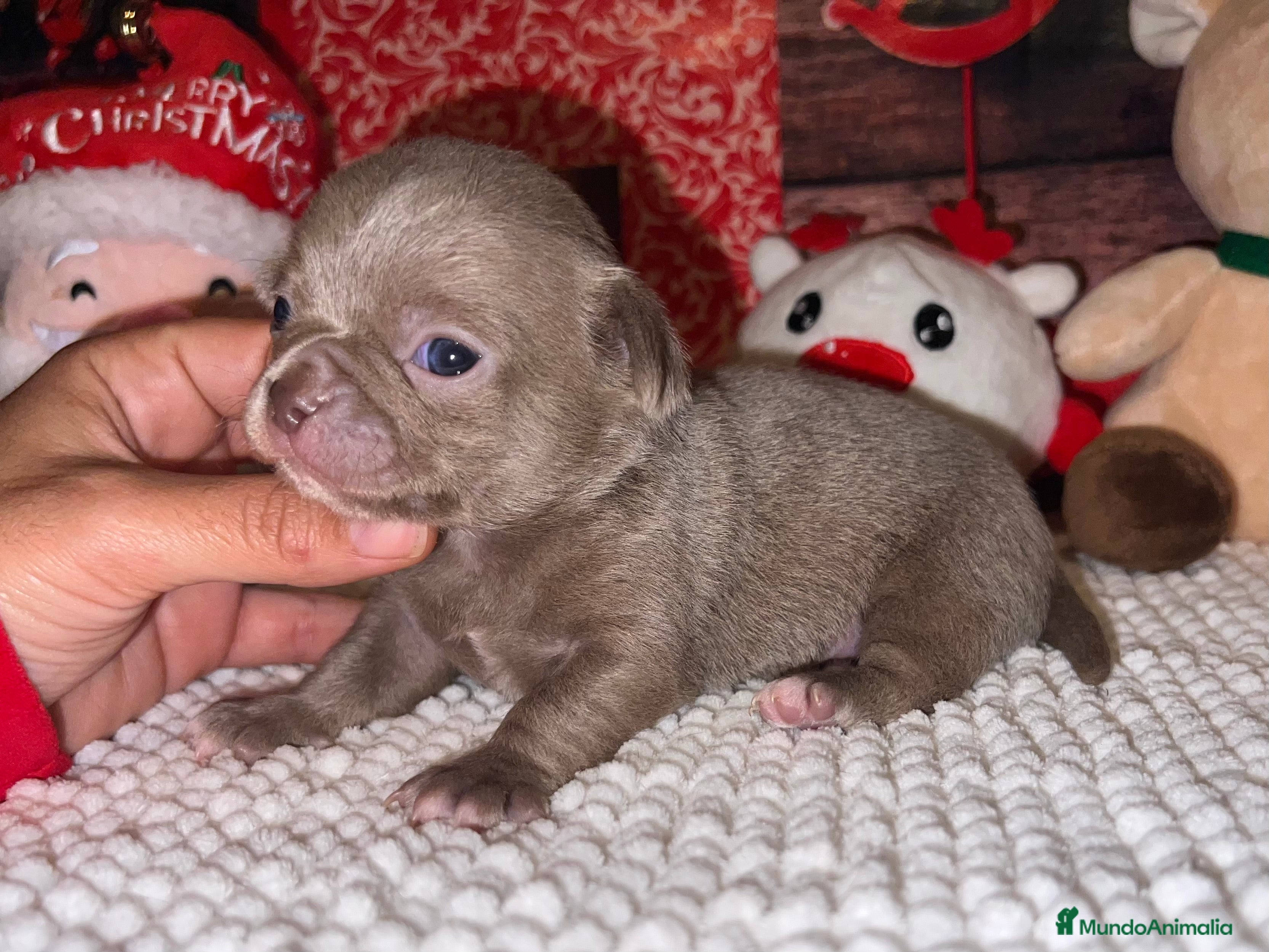 Chihuahua perros Precioso machito Lilac - Anuncio 19